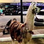 Tina the llama