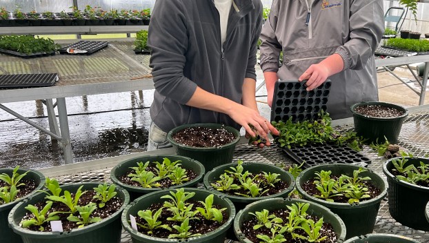 FFA plant sale