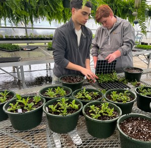 FFA plant sale