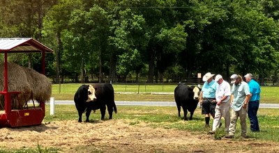 Cattle farm tour at windy pond farm