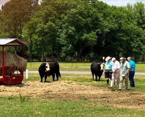 Cattle farm tour at windy pond farm