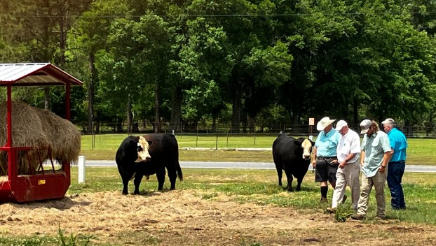 Cattle farm tour at windy pond farm