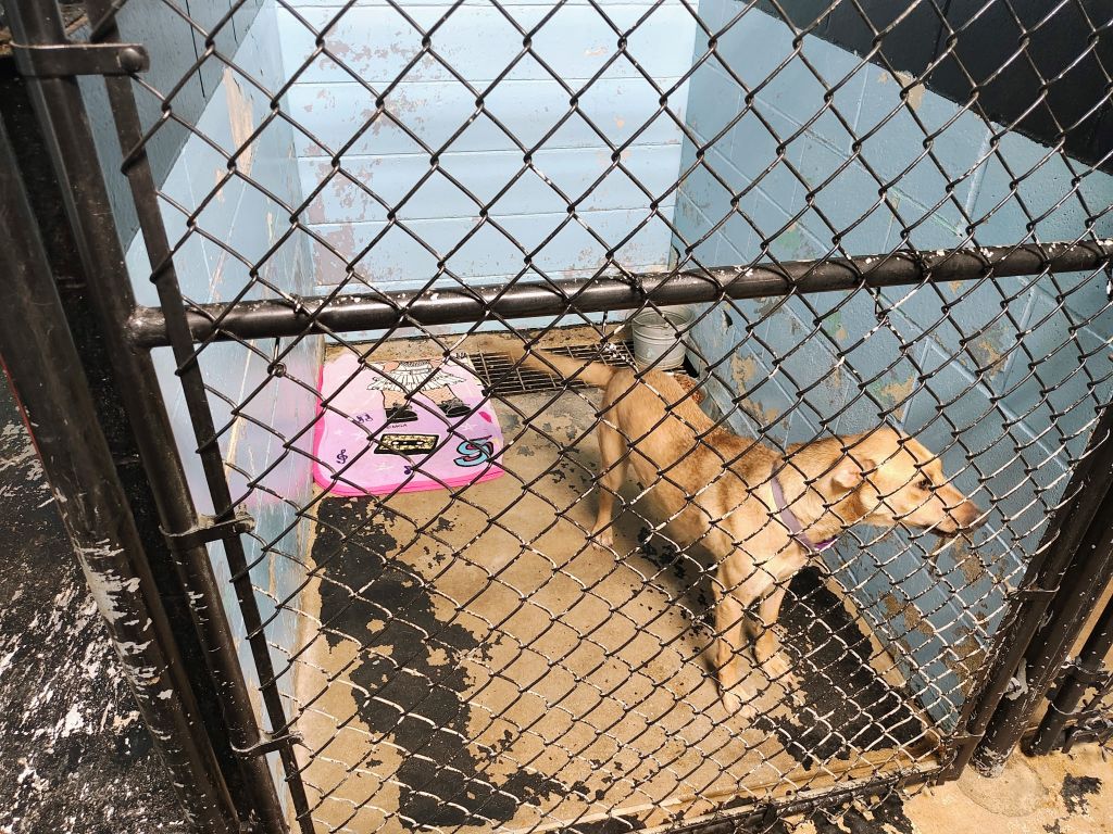 humane society dog kennel