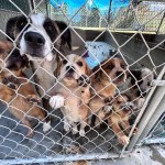 humane society animal shelter