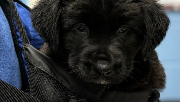 humane society fill santa's sleigh